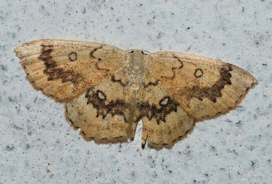 Geometridae da confermare 2